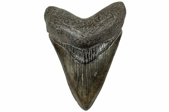 Fossil Megalodon Tooth - South Carolina #310046